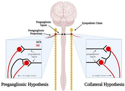 Untangling Peripheral Sympathetic Neurocircuits